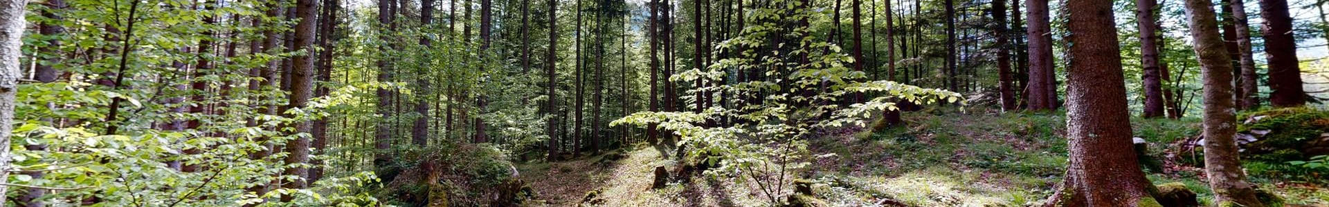 Naturbestattung-Huber-Sturm-05162024_085033