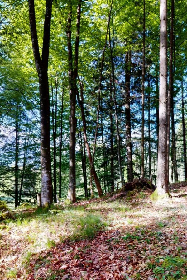 Naturbestattung-Huber-Sturm-05162024_084912